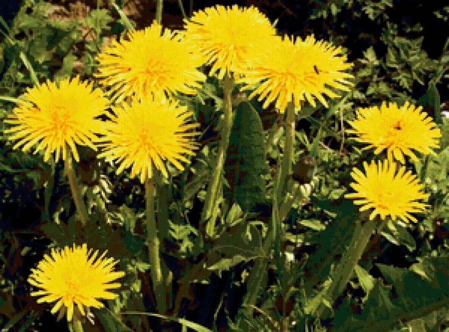 одуванчики - цветы - предпросмотр