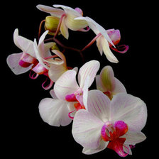 Оригинал схемы вышивки «орхидея» (№356225)