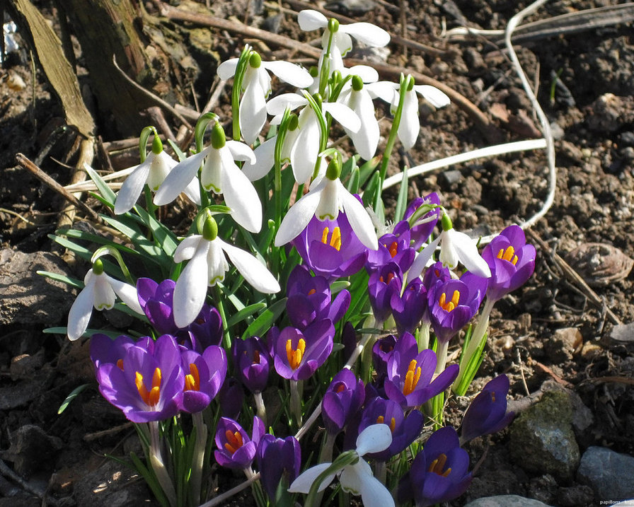 цветы - оригинал