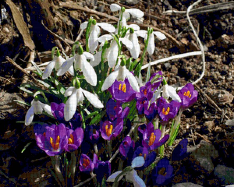 цветы - предпросмотр