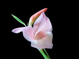 Гладиолус - гладиолус. цветок. натюрморт - оригинал