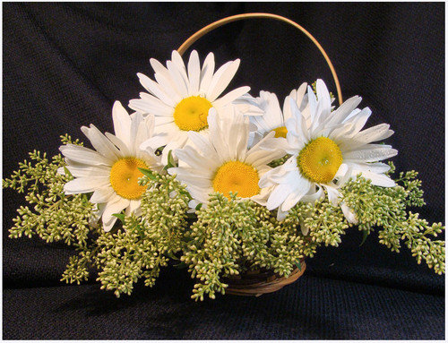 ромашки - оригинал