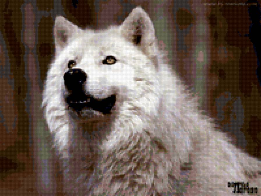 Белый волк - животные, волки - предпросмотр