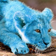 Схема вышивки «Львенок голубого цвета»