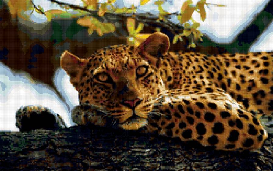 леопард на дереве - животные, дикие кошки - предпросмотр