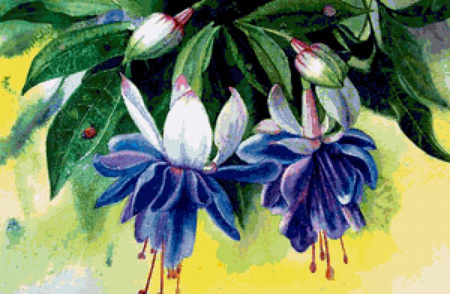 фуксия - предпросмотр