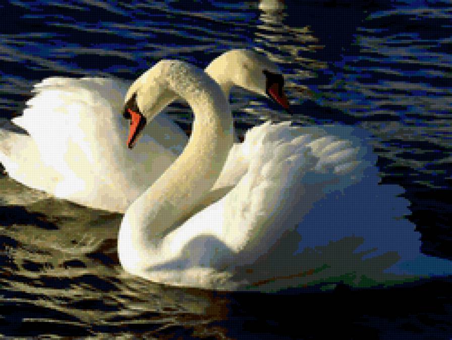 Лебеди - вода, птицы - предпросмотр