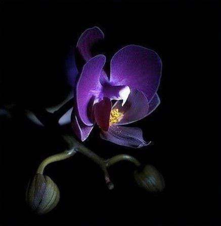 орхидея - цветы орхидея картина - оригинал