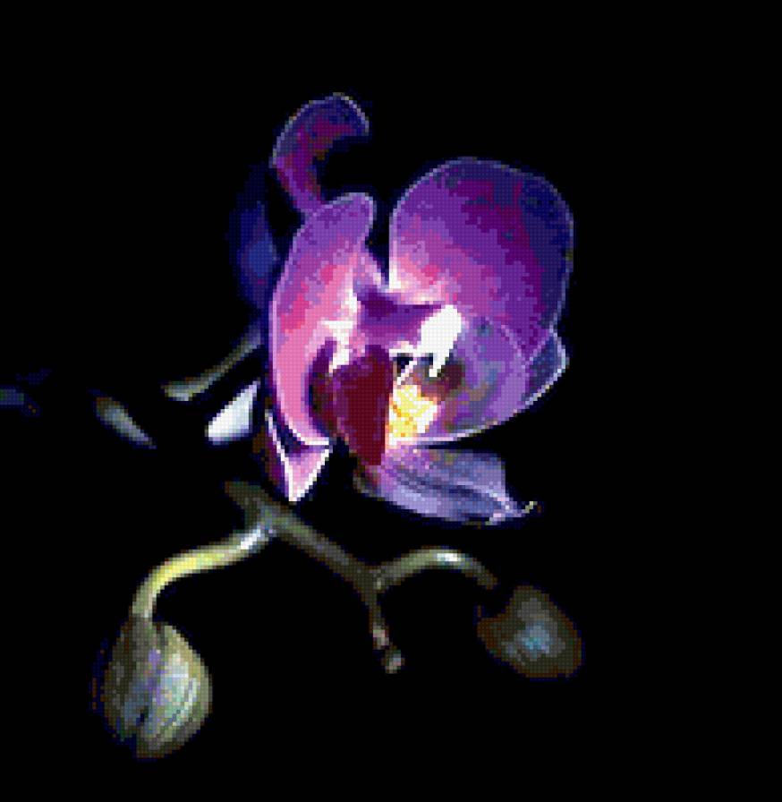 орхидея - цветы орхидея картина - предпросмотр