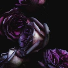 Схема вышивки «Роза на черном фоне»