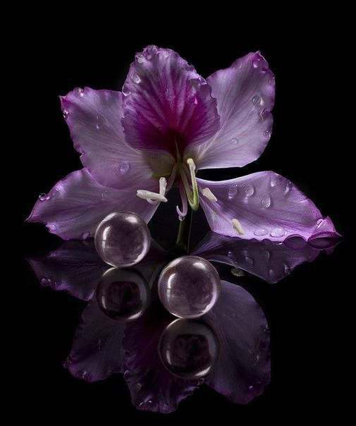 орхидея - цветы, орхидея, картина, черный фон - оригинал