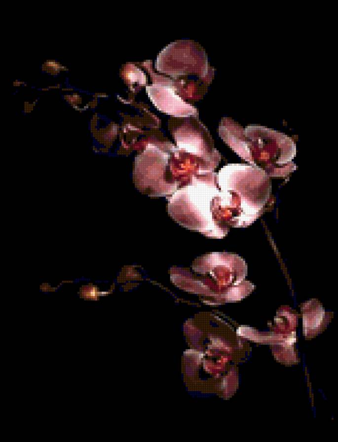 орхидея - черный фон, картина, цветы, орхидея - предпросмотр