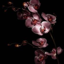Оригинал схемы вышивки «орхидея» (№357030)