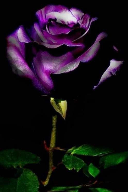 Роза на черном фоне - картина, черный фон, цветы, роза - оригинал