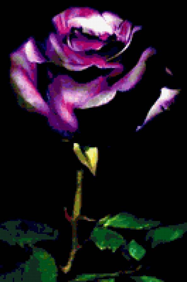 Роза на черном фоне - роза, цветы, черный фон, картина - предпросмотр