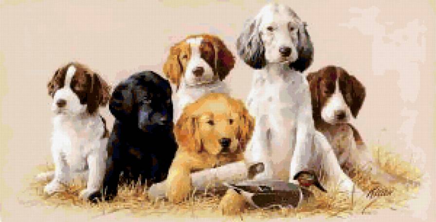 Собаки - предпросмотр