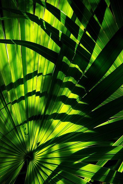 Зелень - листья, зелень, лето, тропики - оригинал