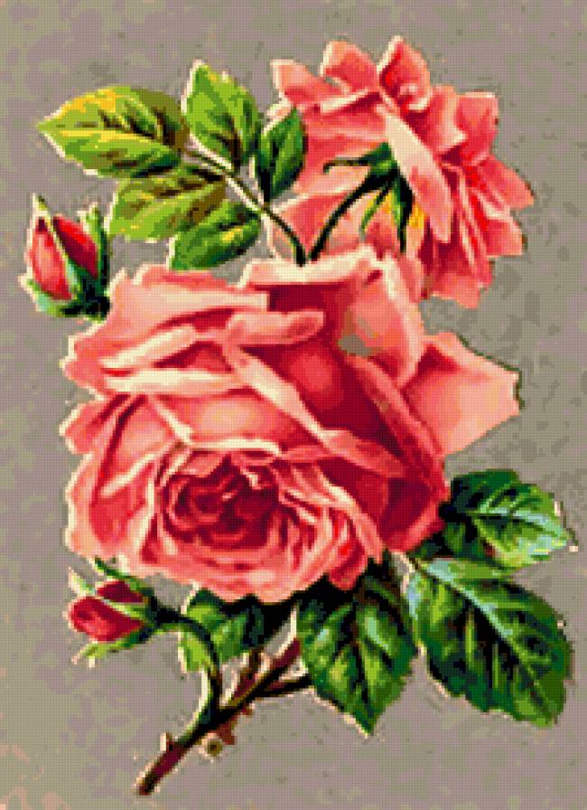 розы-305 - предпросмотр