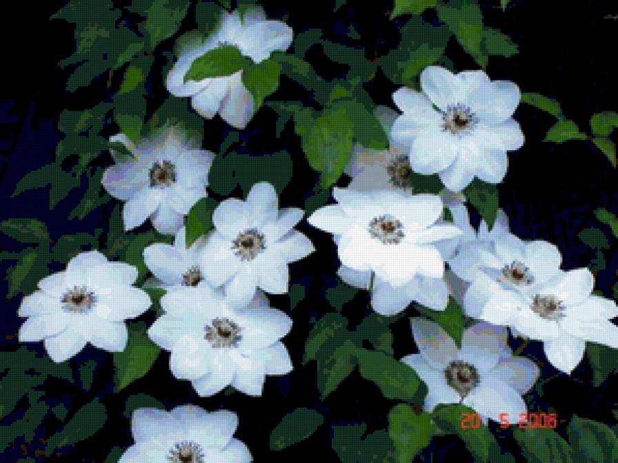 клематисы - предпросмотр