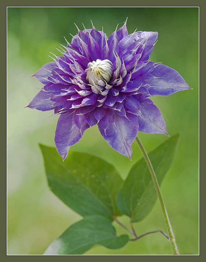 клематис - оригинал