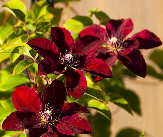 клематис - оригинал