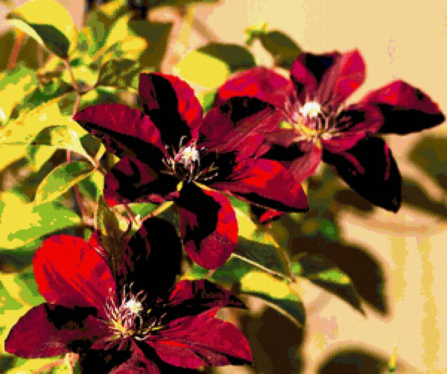 клематис - предпросмотр