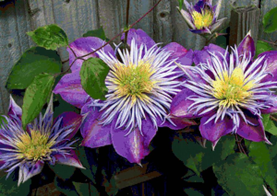 клематисы - предпросмотр