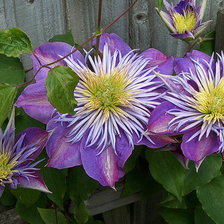 Схема вышивки «клематисы»