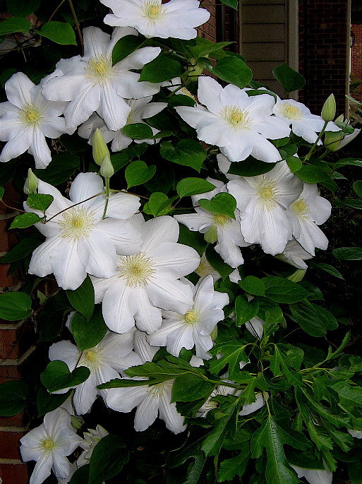 клематис - оригинал