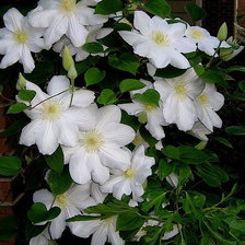 Схема вышивки «клематис»