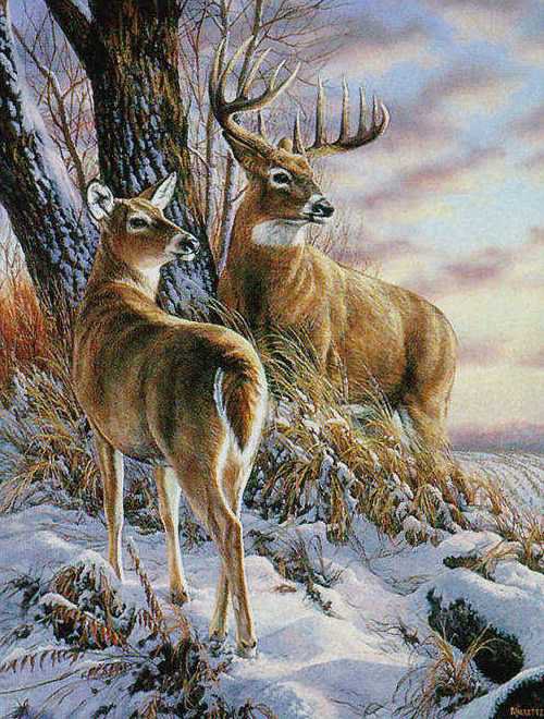 олени в лесу - оригинал