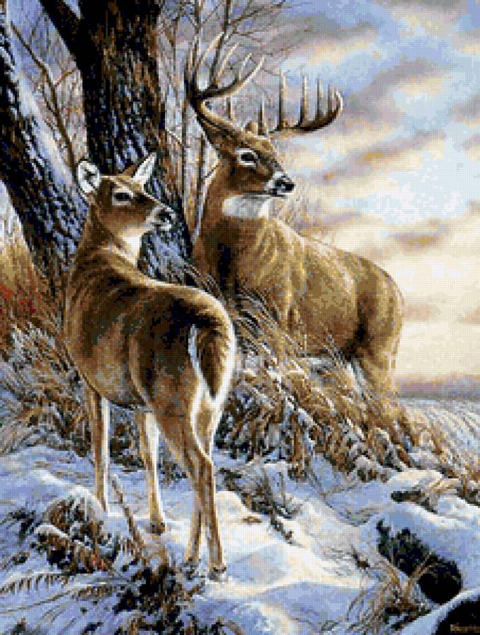 олени в лесу - предпросмотр