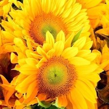 Схема вышивки «Подсолнухи»