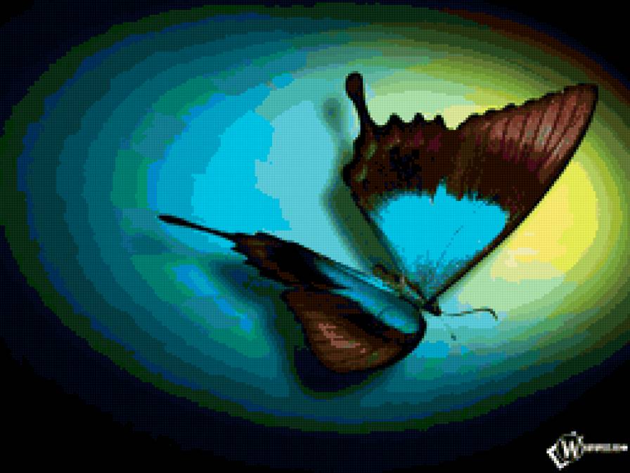 Бабочка - насекомые - предпросмотр