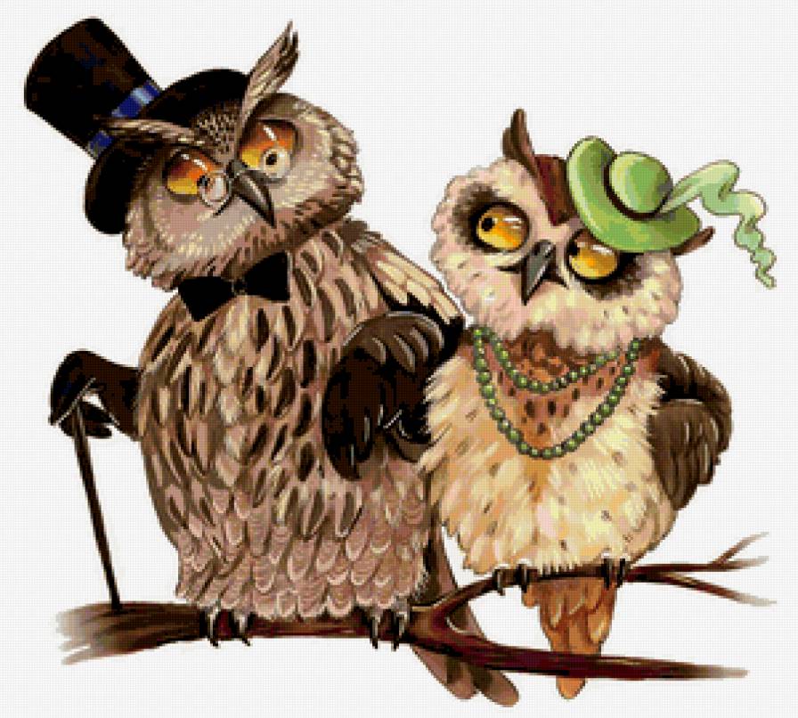 парочка - сова, птица - предпросмотр