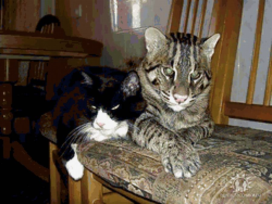 киски - дружба, любовь, кошки, киса - предпросмотр