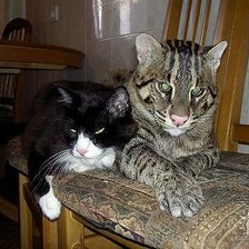 Схема вышивки «киски»