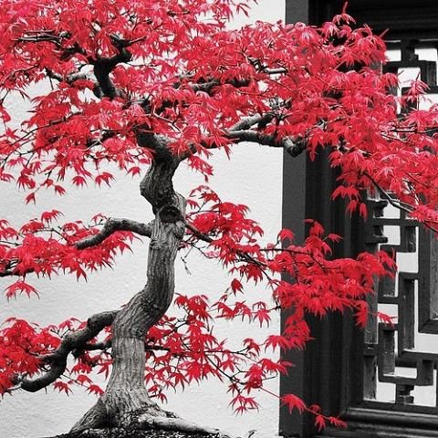 №357884 - бонсай - оригинал