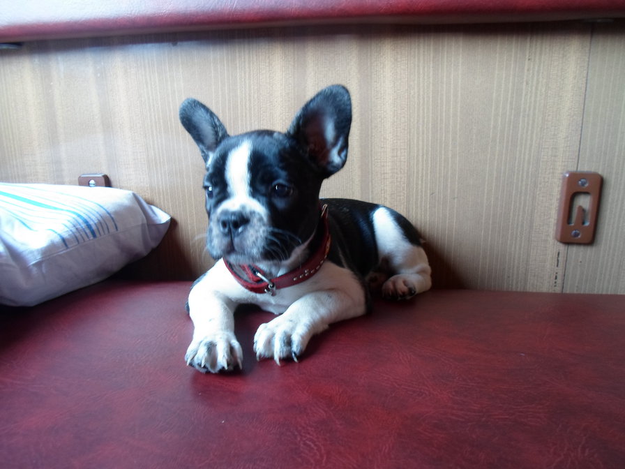 Буся - французский бульдог - оригинал