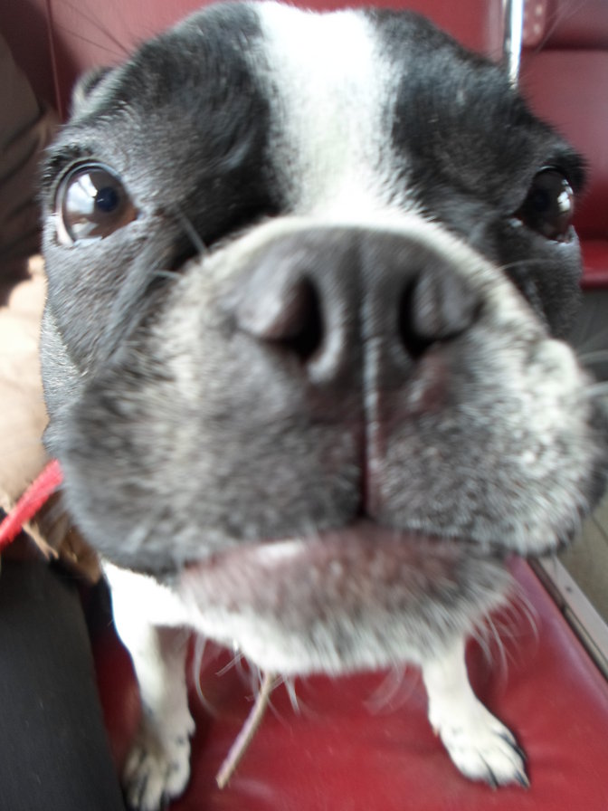 Бусика - французский бульдог - оригинал