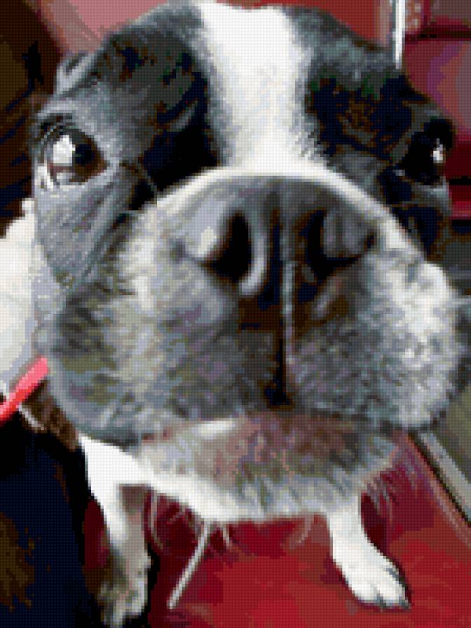 Бусика - французский бульдог - предпросмотр