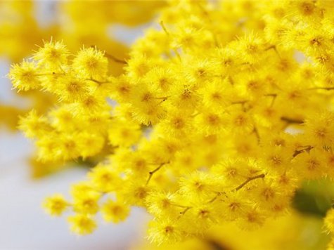 Солнечно - цветы, подушка - оригинал