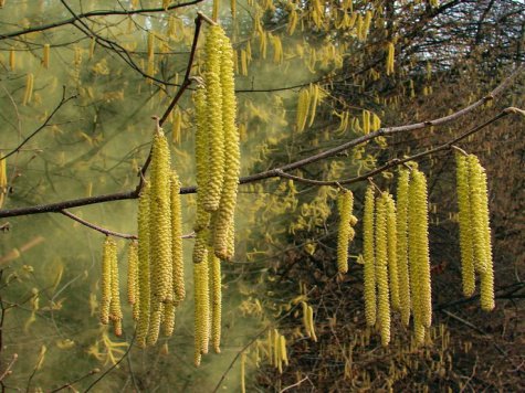 Серьги - красавицам - природа - оригинал