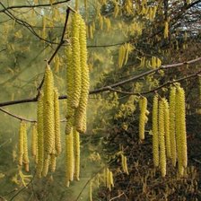 Схема вышивки «Серьги - красавицам»