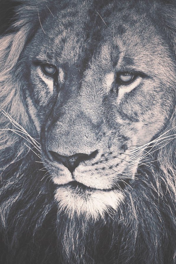 Ожидание - подушка, животные - оригинал