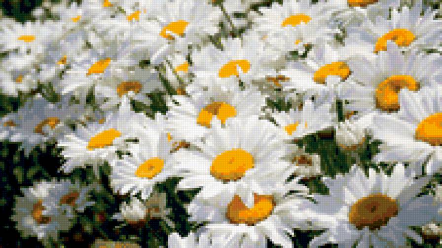 Ромашки - ромашки, лето, цветы, ромашка - предпросмотр