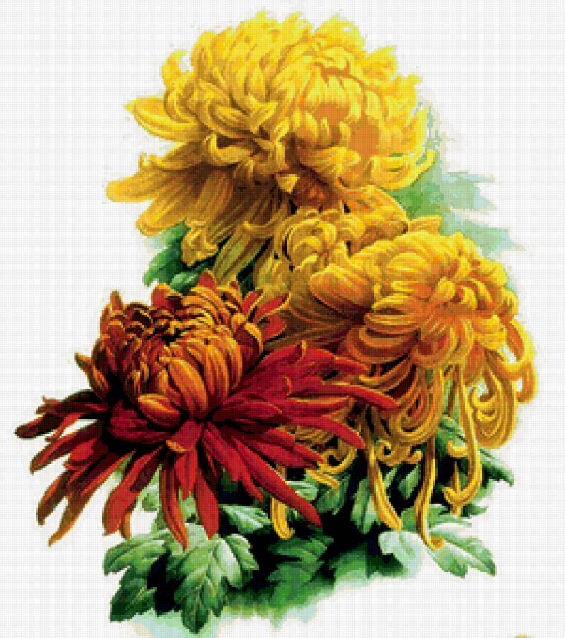 хризантемы - цветы - предпросмотр