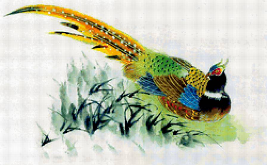 павлин - предпросмотр