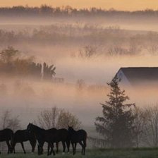Схема вышивки «лошади»