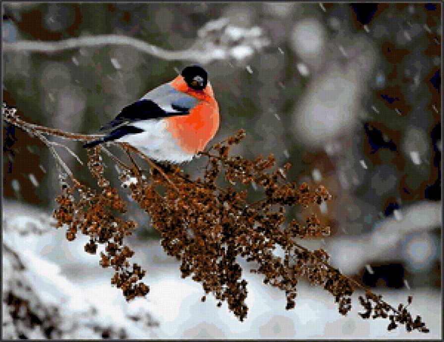 птичка - предпросмотр